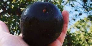 Apel Langka 'Black Diamond' Hanya Ada di Tibet