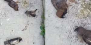 Viral Video Fenomena Aneh, Burung-Burung di Sukabumi Mati Berjatuhan dari Langit