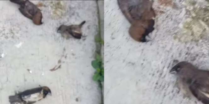 Viral Video Fenomena Aneh, Burung-Burung di Sukabumi Mati Berjatuhan dari Langit