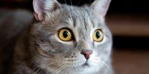 Beli Kucing Online Harga Rp1 Juta, Nenek Malang Malah Tertipu Rp108 Juta