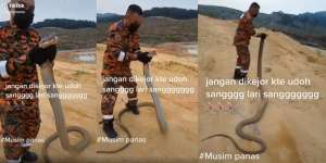 Niat Baik Mau Dilepasliarkan, Petugas Damkar Malah Dikejar King Kobra Raksasa