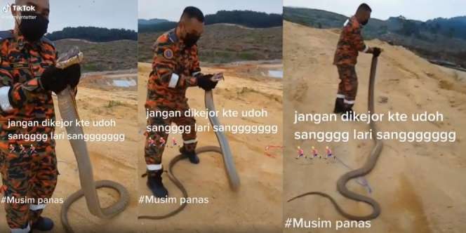 Niat Baik Mau Dilepasliarkan, Petugas Damkar Malah Dikejar King Kobra Raksasa