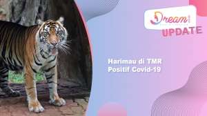 2 Harimau Ragunan Kena Covid-19, Napas Sesak dan Batuk-Batuk