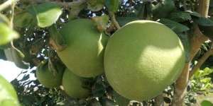 Buah Pomelo Raksasa dari Jepang Pecahkan Rekor Dunia