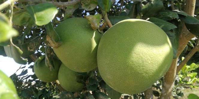 Buah Pomelo Raksasa dari Jepang Pecahkan Rekor Dunia