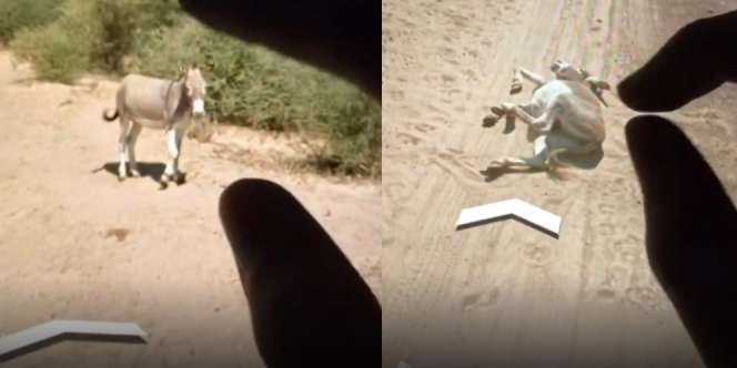 Cerita Video Viral Keledai 'Fitnah' Google Street View Telah Menabraknya