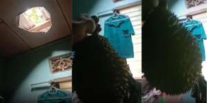 Bukan Cuma Pepatah, Ini Benar-Benar Dapat Durian Runtuh, Tapi...