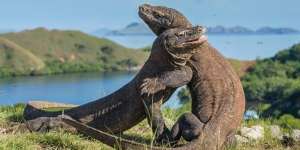 Pembangunan Taman Nasional Komodo Diprotes UNESCO, Ini Kata Sandiaga