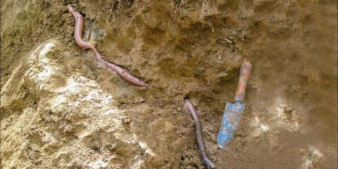 Dikira Kabel, Ternyata Cacing Raksasa Terbesar di Dunia