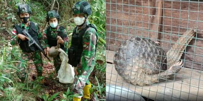 Pasukan TNI Temukan Hewan Langka di Perbatasan RI-Malaysia