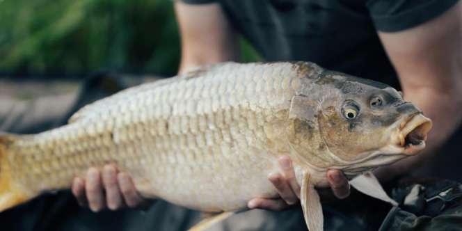 Nelayan Tangkap Ikan Mas Seberat 57 Kg! Lihat Penampakannya