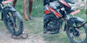 Mau Naik Motor, Ban Dililit Ular, Lihat yang Terjadi Saat Ekornya Ditarik