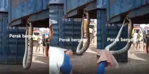 Ular Piton Raksasa Gelantungan di Petikemas Hebohkan Pelabuhan Surabaya