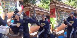 Dua Pria Joget-Joget Sambil Goda King Kobra Raksasa, Begini Endingnya