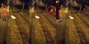 Merinding! Bocah Main sama Kelinci Malam-malam, Muncul Sepasang Kaki Tanpa Tubuh