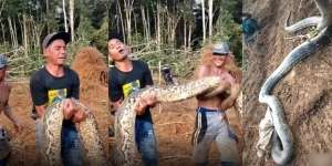 Heboh Penemuan Ular Piton Raksasa di Jambi, Lebih Gede dari Paha Orang Dewasa