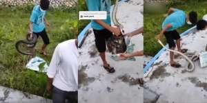 Salah Perhitungan Saat Tangkap Ular Piton, Endingnya Tragis