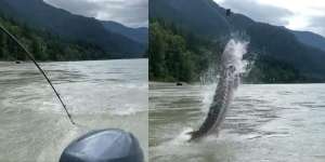 Mancing di Sungai, Kaget Tiba-Tiba Kail Disambar Ikan Raksasa Berusia 50 Tahun