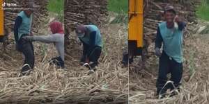 Momen Apes Sekaligus Ngakak, Celana Petani Tebu Kemasukan Tikus Sawah