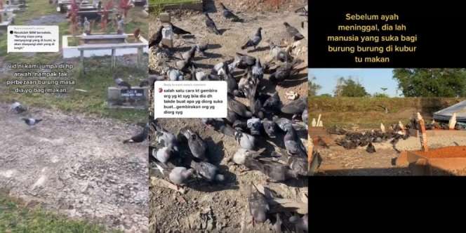 Semasa Hidup Sayang Binatang, Pusara Ayah Selalu Didatangi Ratusan Merpati