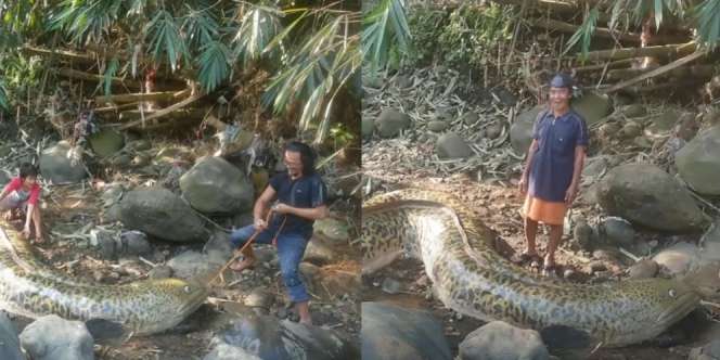 Heboh Penemuan Ikan Sidat Raksasa Seberat 1 Ton di Sungai, Cek Faktanya
