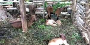 Kata Lurah di Gunungkidul Soal Kematian Belasan Ternak Secara Misterius