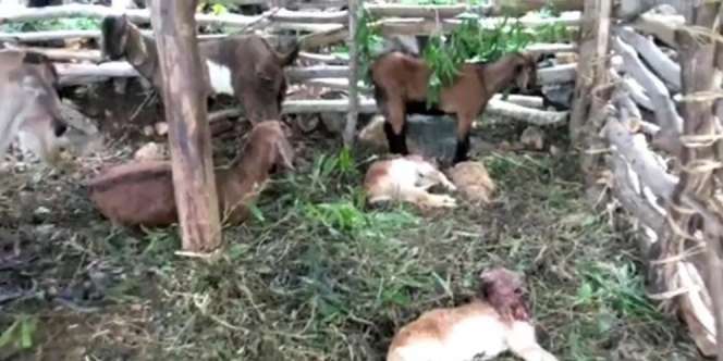 Kata Lurah di Gunungkidul Soal Kematian Belasan Ternak Secara Misterius