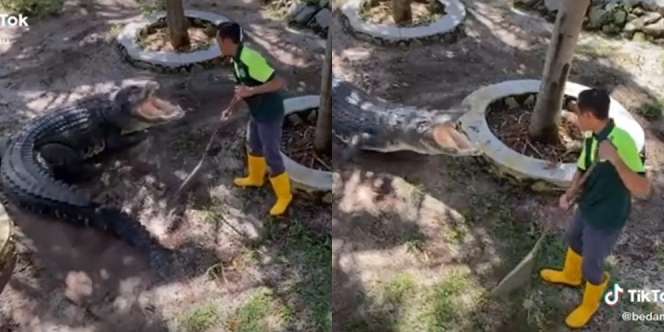 Lihat Tukang Sapu Kandang Buaya yang Nyalinya 'Tingkat Dewa'