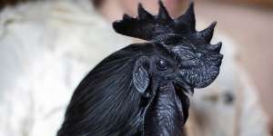 Harga Sentuh Rp71 Juta, Ini Deretan Fakta Ayam Cemani