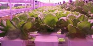 Kebun Sayur 'High Tech' Ada di Stasiun Bawah Tanah Korea Selatan