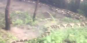 Viral Penemuan Ular Piton Raksasa di Kalsel, Panjangnya 8 Meter Lebih