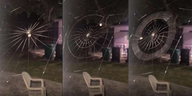 Video Menakjubkan Cara Laba-Laba 'Menyulam' Sarangnya
