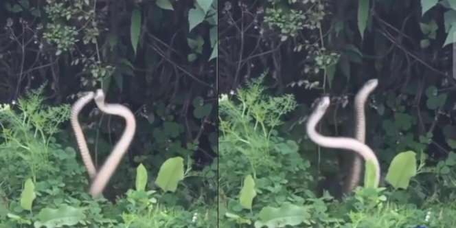Seram dan Langka, Ketemu Dua Ular Menari Bersama di Semak-semak