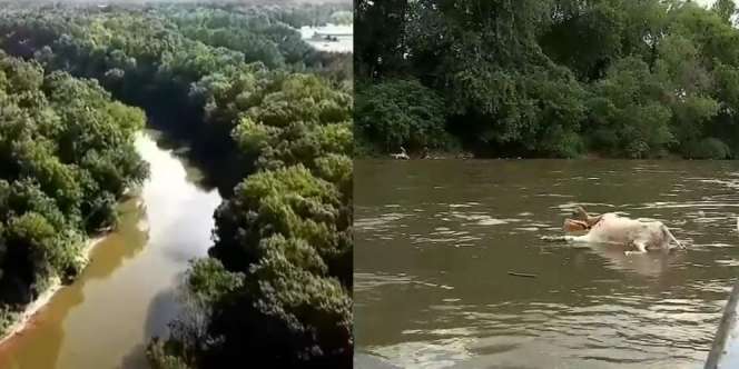 Puluhan Bangkai Kambing Tanpa Kepala di Sungai, Diduga Tumbal Aliran Sesat