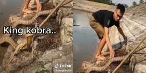Video Detik-detik Pawang Amatiran Tangkap King Kobra Raksasa, Apes Jadinya! 