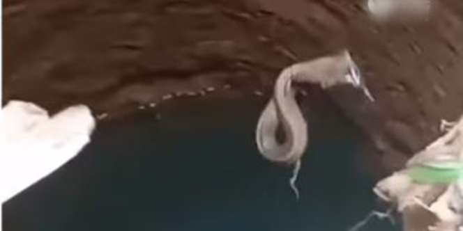Viral Ular Kobra Masuk Sumur, Warganet: Kenapa Ih?