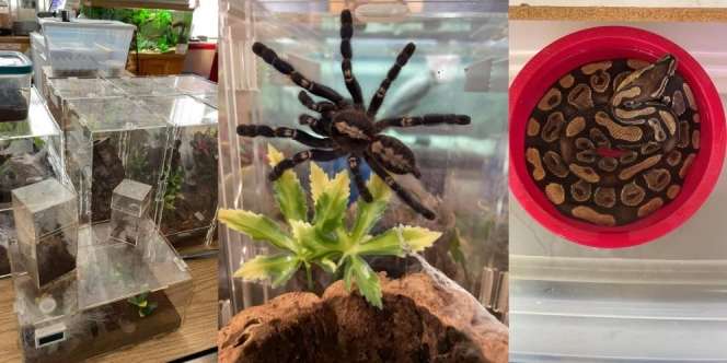 Penyewa Kosongkan Kontrakan, Pemilik Dapat 'Warisan' Tarantula dan Ular Piton