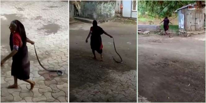 Viral, Nenek Ini Santuy Seret Ular Kobra Kayak Jewer Cucunya Buat Pulang Rumah