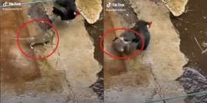 Ditonton 10 Juta Kali, Video Duel Maut Ayam Vs Tikus Ini Endingnya Tak Terduga
