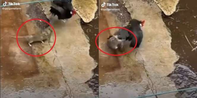 Ditonton 10 Juta Kali, Video Duel Maut Ayam Vs Tikus Ini Endingnya Tak Terduga