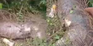 Nasib Tragis Ular Piton Raksasa Telan Sapi Bulat-Bulat Sampai Perutnya Pecah