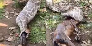 Geger Piton Dipaksa Memuntahkan Kambing Utuh, Perlakuan Warga Bikin Miris