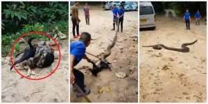 Video Detik-Detik Mendebarkan Penyelamatan Anjing dari Belitan Ular Piton