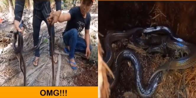 Pohon Kelapa Berlubang, Merinding! Saat Dibongkar Berisi 100 Ular
