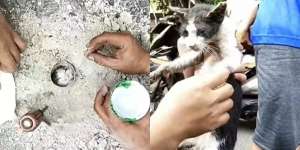 Video Mendebarkan Evakuasi Kucing dari Lubang Sangat Kecil, Sampai Nahan Napas!