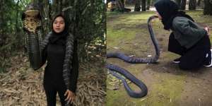 Ingat Gadis Bandung Pamer Dicium King Kobra 4 Meter? Nasibnya