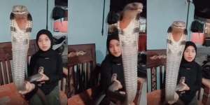 Viral Pose Berdua sama King Kobra Kayak sama Pacarnya, yang Terjadi Selanjutnya