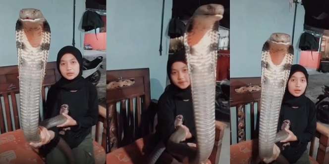 Viral Pose Berdua sama King Kobra Kayak sama Pacarnya, yang Terjadi Selanjutnya