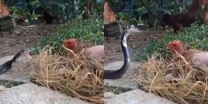 Ditonton 15 Juta Kali, Pertarungan King Cobra dan Induk Ayam, Siapa Menang?