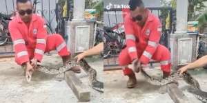 Video Mendebarkan Ular Piton Tak Mau Lepas Gigitan dari Tangan Petugas Damkar